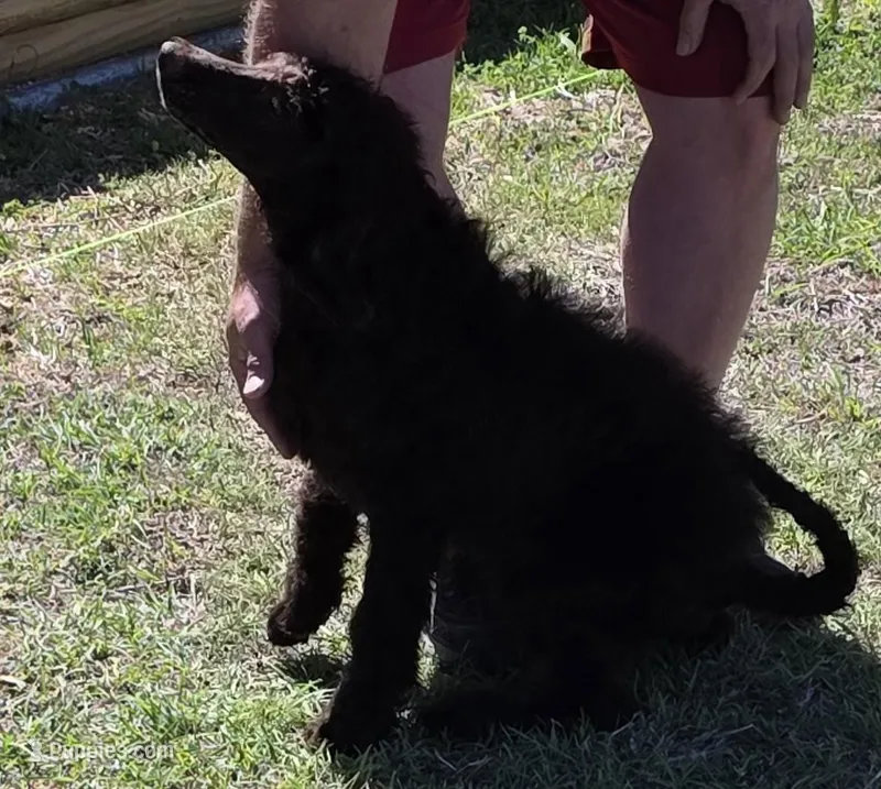 Stew – Poodle - Standard  puppy for sale in Copperas Cove, TX