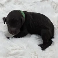 Lou, a male Poodle - Standard  for sale in Copperas Cove, TX – Photo 3 of 4