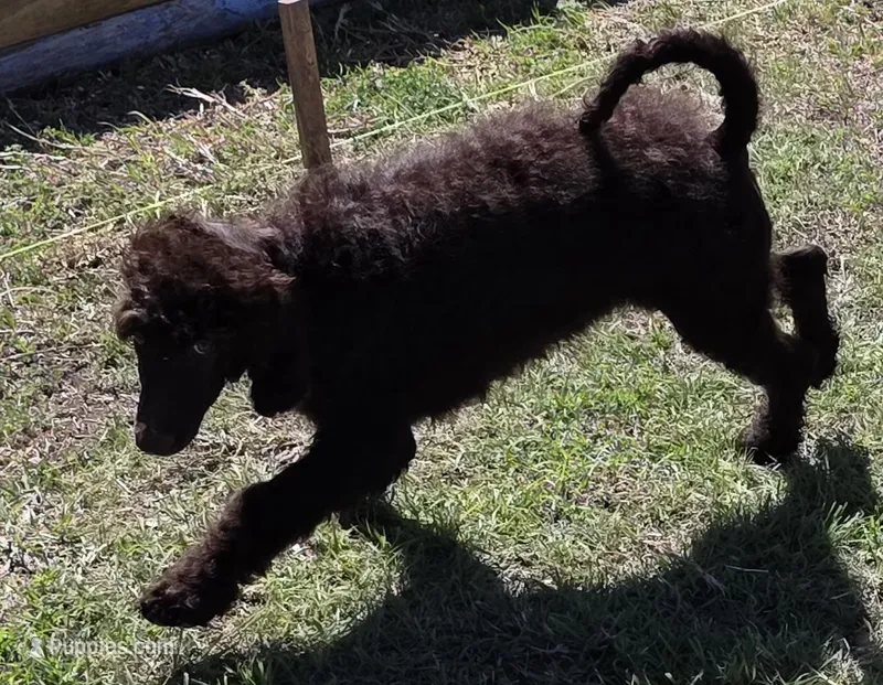 Lou – Poodle - Standard  puppy for sale in Copperas Cove, TX