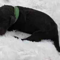 Lou, a male Poodle - Standard  for sale in Copperas Cove, TX – Photo 2 of 4