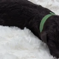 Lou, a male Poodle - Standard  for sale in Copperas Cove, TX – Photo 4 of 4