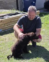 Augustus, a male Poodle - Standard  for sale in Copperas Cove, TX – Photo 2 of 3