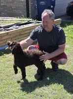 Augustus, a male Poodle - Standard  for sale in Copperas Cove, TX – Photo 1 of 3