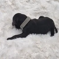 Augustus, a male Poodle - Standard  for sale in Copperas Cove, TX – Photo 3 of 3