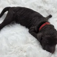 Drew, a male Poodle - Standard  for sale in Copperas Cove, TX – Photo 4 of 4