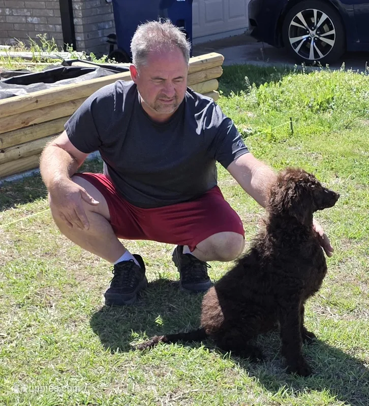 Drew – Poodle - Standard  puppy for sale in Copperas Cove, TX