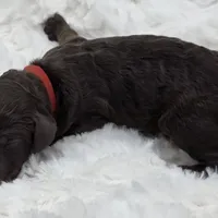 Drew, a male Poodle - Standard  for sale in Copperas Cove, TX – Photo 3 of 4