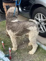 processed/81d10474-937f-41f0-968a-a567341b0eee/listing/5cf785a4-54a9-4c3c-93cd-28a697d5c0ea/e5d45915-afcf-440c-aa4f-d31e5eb67c0c