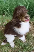 Jasper, a male Poodle - Standard  for sale in Copperas Cove, TX – Photo 2 of 2