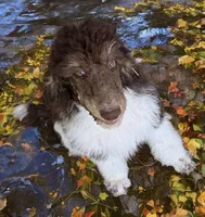 Jasper, a male Poodle - Standard  for sale in Copperas Cove, TX – Photo 1 of 2