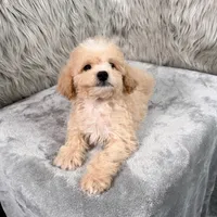 Maverick, a male Miniature Goldendoodle for sale in Houston, TX – 2 of 8