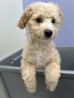 Maverick, a male Miniature Goldendoodle for sale in Houston, TX – 8 of 8