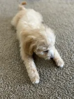Maverick, a male Miniature Goldendoodle for sale in Houston, TX – 3 of 8