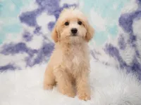 Maverick, a male Miniature Goldendoodle for sale in Houston, TX – 7 of 8