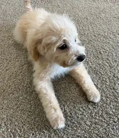 Maverick, a male Miniature Goldendoodle for sale in Houston, TX – 6 of 8