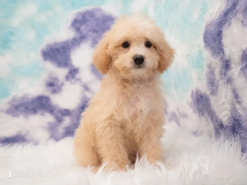 Maverick – Miniature Goldendoodle puppy for sale in Houston, TX