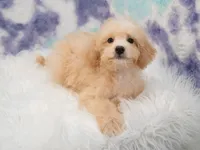Maverick, a male Miniature Goldendoodle for sale in Houston, TX – 5 of 8