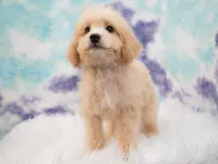 Maverick, a male Miniature Goldendoodle for sale in Houston, TX – 4 of 8