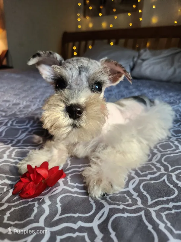 Toy Clay – Miniature Schnauzer puppy for sale in Kansas City, MO