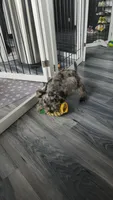 Toy Nimbus , a male Miniature Schnauzer for sale in Kansas City, MO – 9 of 10