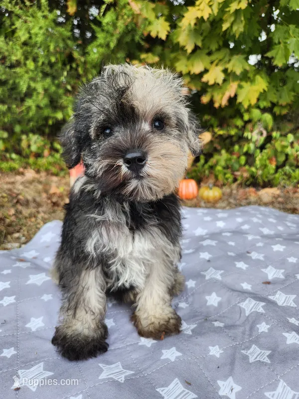 Misha  – Miniature Schnauzer puppy on hold in Kansas City, MO