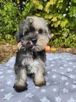 Misha , a male Miniature Schnauzer for sale in Kansas City, MO – 1 of 10