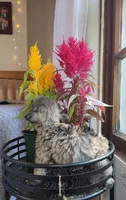 Rain , a female Miniature Schnauzer for sale in Kansas City, MO – 3 of 9