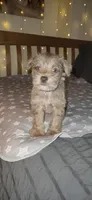 Minky, a female Miniature Schnauzer for sale in Kansas City, MO – 10 of 10
