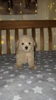 Peanut , a male Maltipoo and Poodle - Toy  for sale in Kansas City, MO – 9 of 10