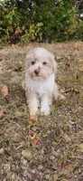 Niko, a male Miniature Schnauzer for sale in Kansas City, MO – 2 of 10
