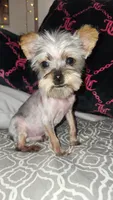 Tiny Timmy , a male Yorkshire Terrier for sale in Kansas City, MO – 9 of 9