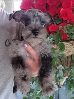 Toy Nimbus , a male Miniature Schnauzer for sale in Kansas City, MO – 6 of 10