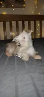 Annabelle , a female Miniature Schnauzer for sale in Springfield, MO – 2 of 10