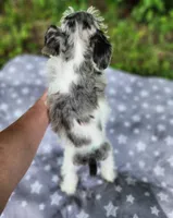 Ridge, a male Miniature Schnauzer for sale in Kansas City, MO – 2 of 10