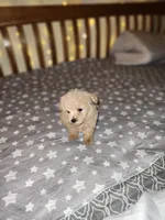 Peanut , a male Maltipoo and Poodle - Toy  for sale in Kansas City, MO – 10 of 10
