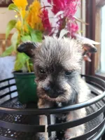 Rain , a female Miniature Schnauzer for sale in Kansas City, MO – 4 of 9