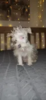 Annabelle , a female Miniature Schnauzer for sale in Springfield, MO – 7 of 10