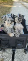 Bluebella , a female Miniature Schnauzer for sale in Springfield, MO – 5 of 7