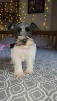 Harbor , a female Miniature Schnauzer for sale in Kansas City, MO – 3 of 10