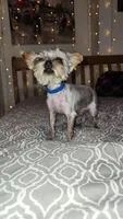 Tiny Timmy , a male Yorkshire Terrier for sale in Kansas City, MO – 5 of 9