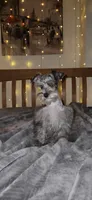 Blaze , a male Miniature Schnauzer for sale in Springfield, MO – 8 of 10