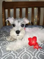 Toy Clay, a male Miniature Schnauzer for sale in Kansas City, MO – 7 of 10