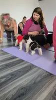 TOY Harbor , a female Miniature Schnauzer for sale in Kansas City, MO – 7 of 8