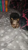 Feyre, a female Yorkshire Terrier for sale in Kansas City, MO – Photo 4 of 8