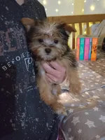 Feyre, a female Yorkshire Terrier for sale in Kansas City, MO – Photo 3 of 8