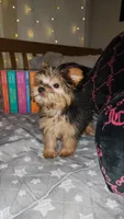 Feyre, a female Yorkshire Terrier for sale in Kansas City, MO – Photo 6 of 8