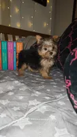 Feyre, a female Yorkshire Terrier for sale in Kansas City, MO – Photo 2 of 8