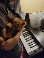 Feyre, a female Yorkshire Terrier for sale in Kansas City, MO – Photo 8 of 8