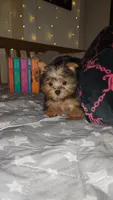 Feyre, a female Yorkshire Terrier for sale in Kansas City, MO – Photo 1 of 8