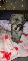 Tiny Toy , a female Miniature Schnauzer for sale in Kansas City, MO – 4 of 10